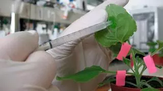 Descubren cómo las plantas pueden defenderse solas de las plagas