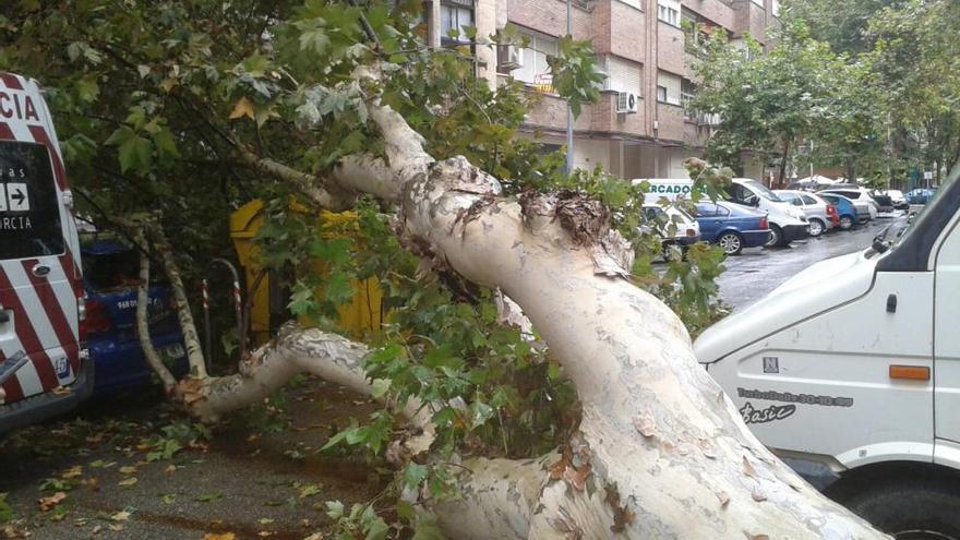 El árbol caido sobre el coche