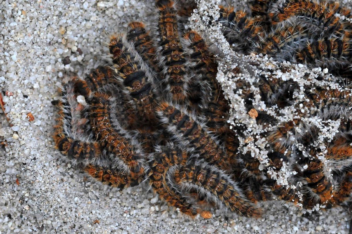 Imagen de detalle de un grupo de "procesionarias".