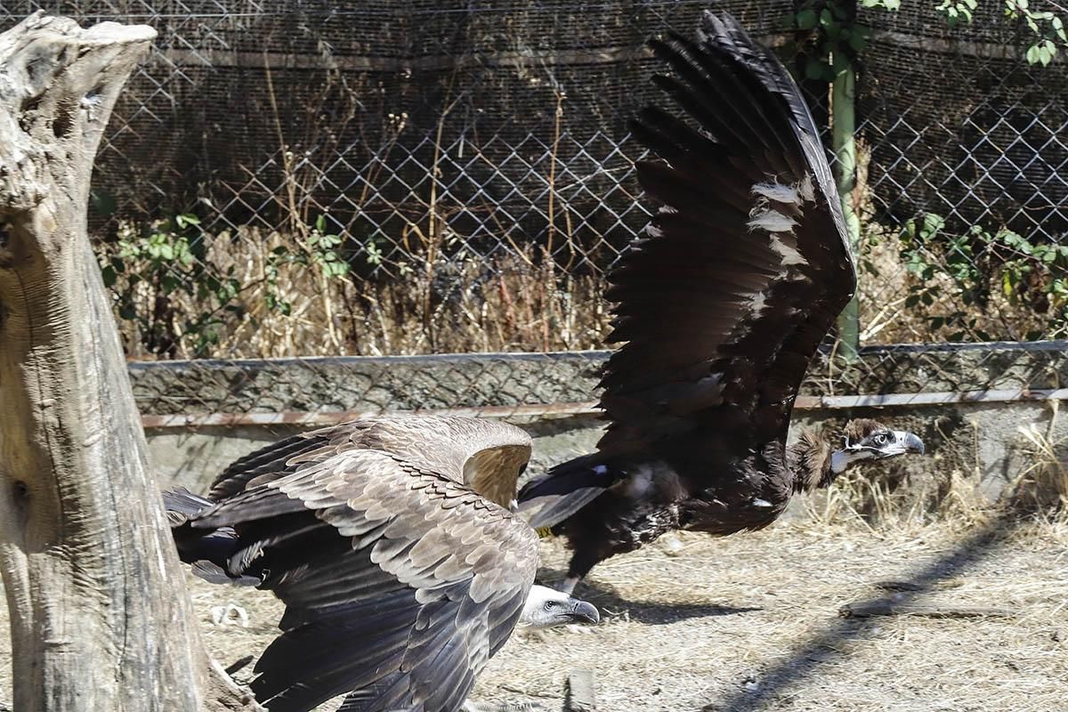 El Centro de recuperación de especies amenazadas de Córdoba, en imágenes
