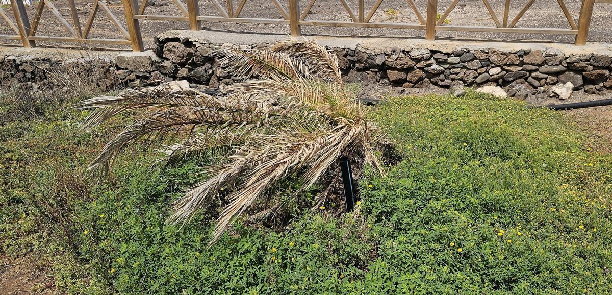 Denuncian el abandono de jardines públicos en la zona de El Agujero en Gáldar.
