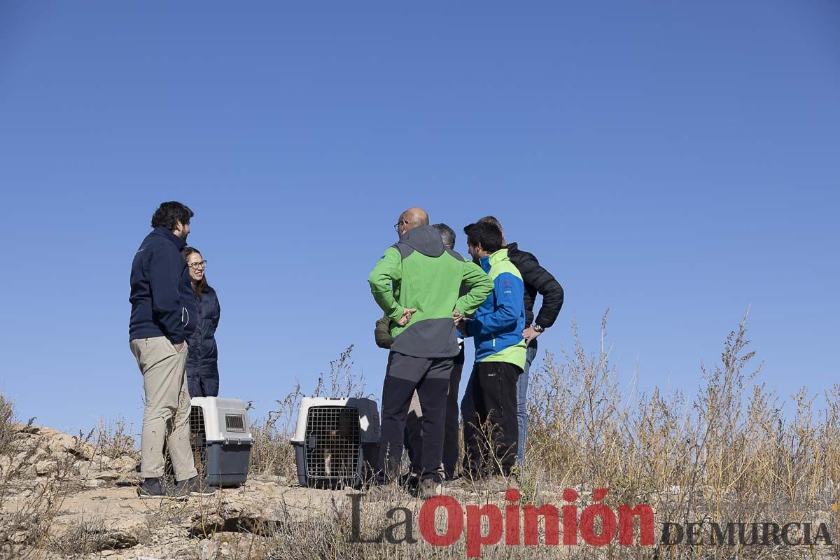 Suelta de dos buitres leonados en la Sierra de Mojantes en Caravaca