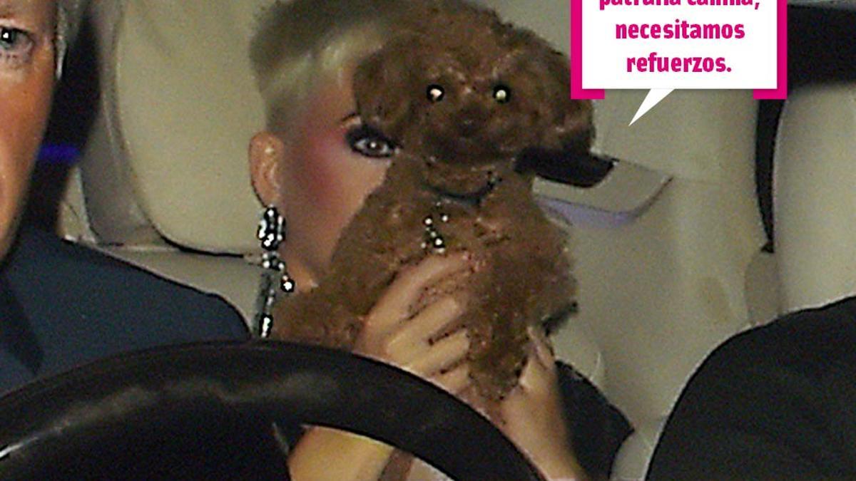 Katy Perry tapándose la cara con un perro