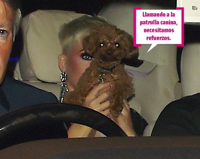 Katy Perry tapándose la cara con un perro