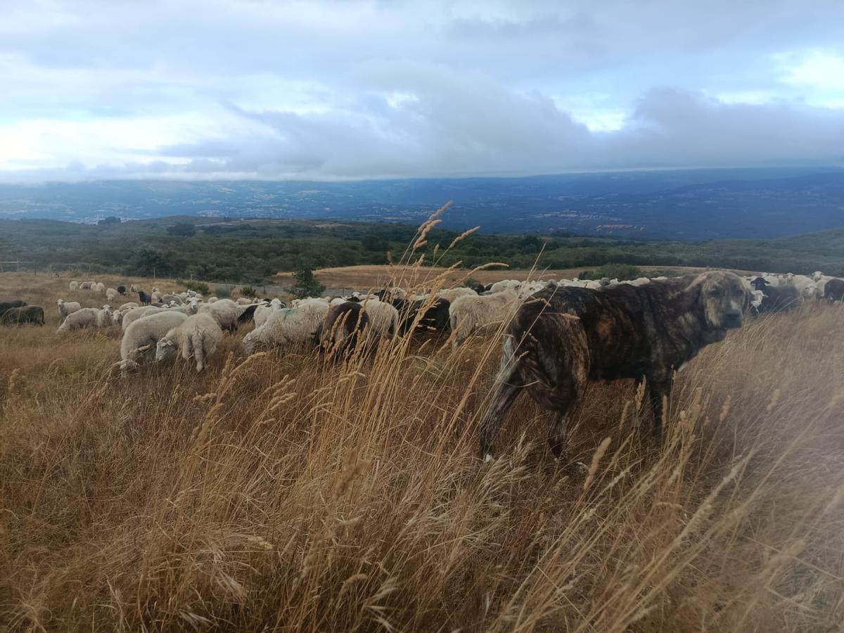 Explotación de ovejas y vacas de Xoán González, en terrenos de Viana do Bolo en Ourense, esta semana.