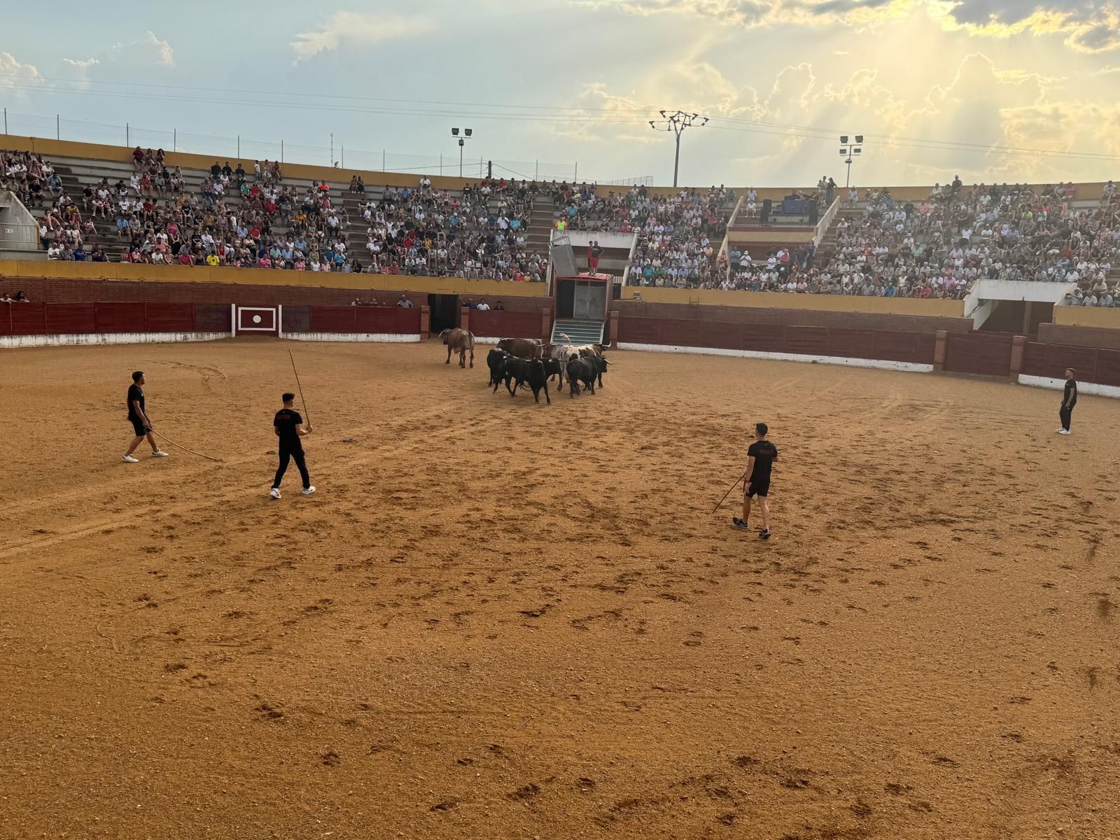 GALERÍA | Presentación de los toros de las fiestas de Fuentesaúco