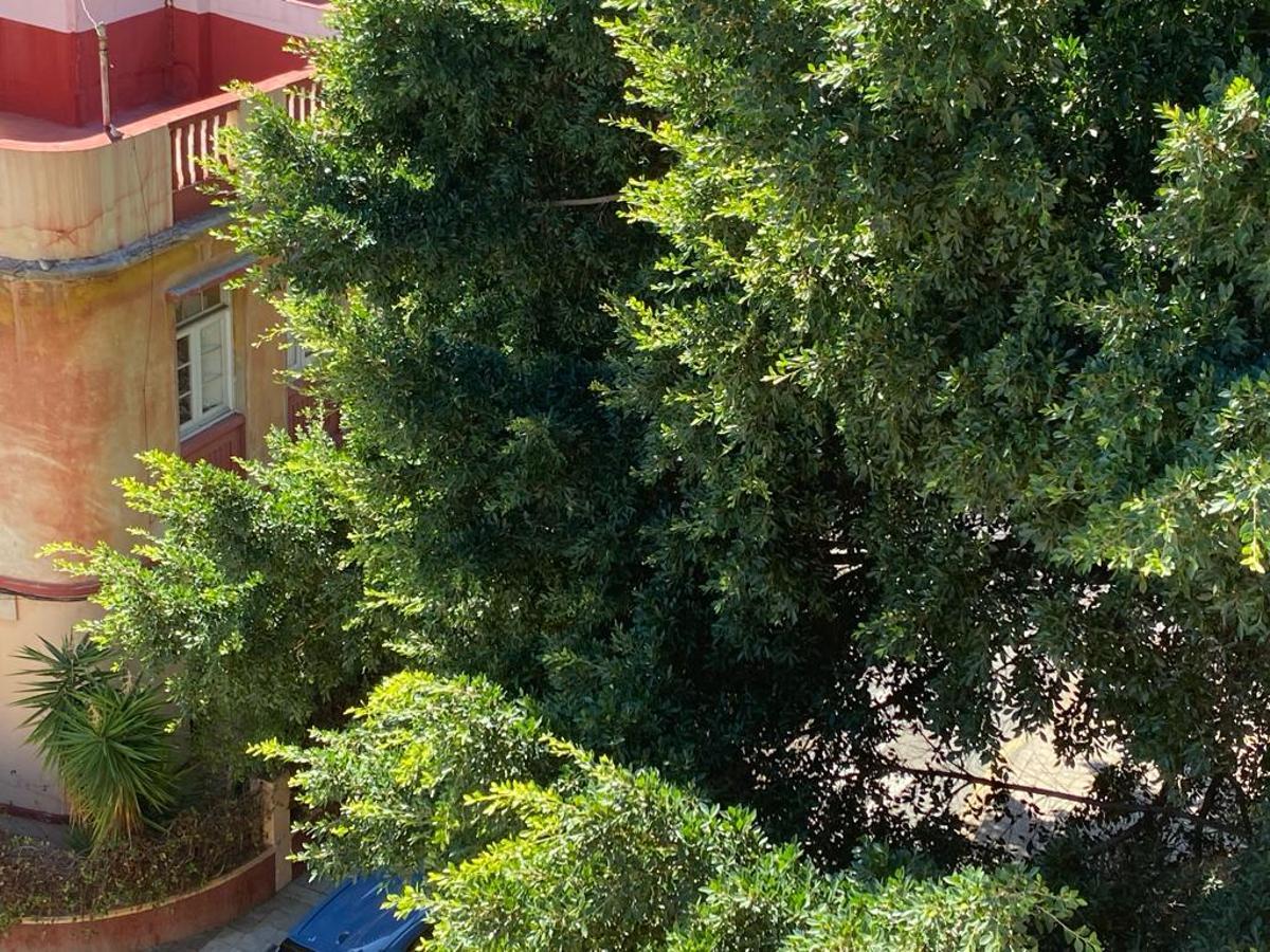 Laurel de india que, según los vecinos, amenaza a una casa de la calle Obispo Pérez Cáceres.