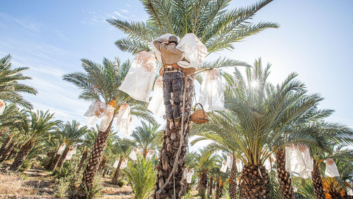 Cosecha de dátiles en una de las fincas de Elche durante esta campaña de otoño