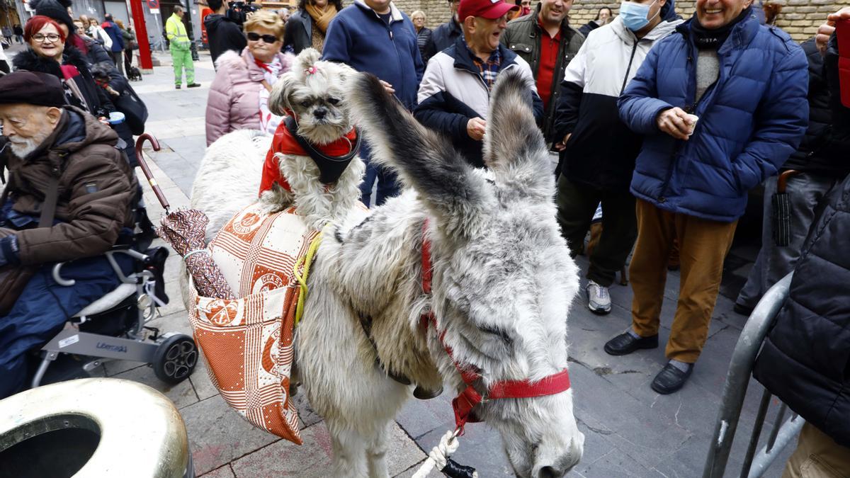 Los zaragozanos acuden a la parroquia de San Antón para la tradicional bendición de sus animales
