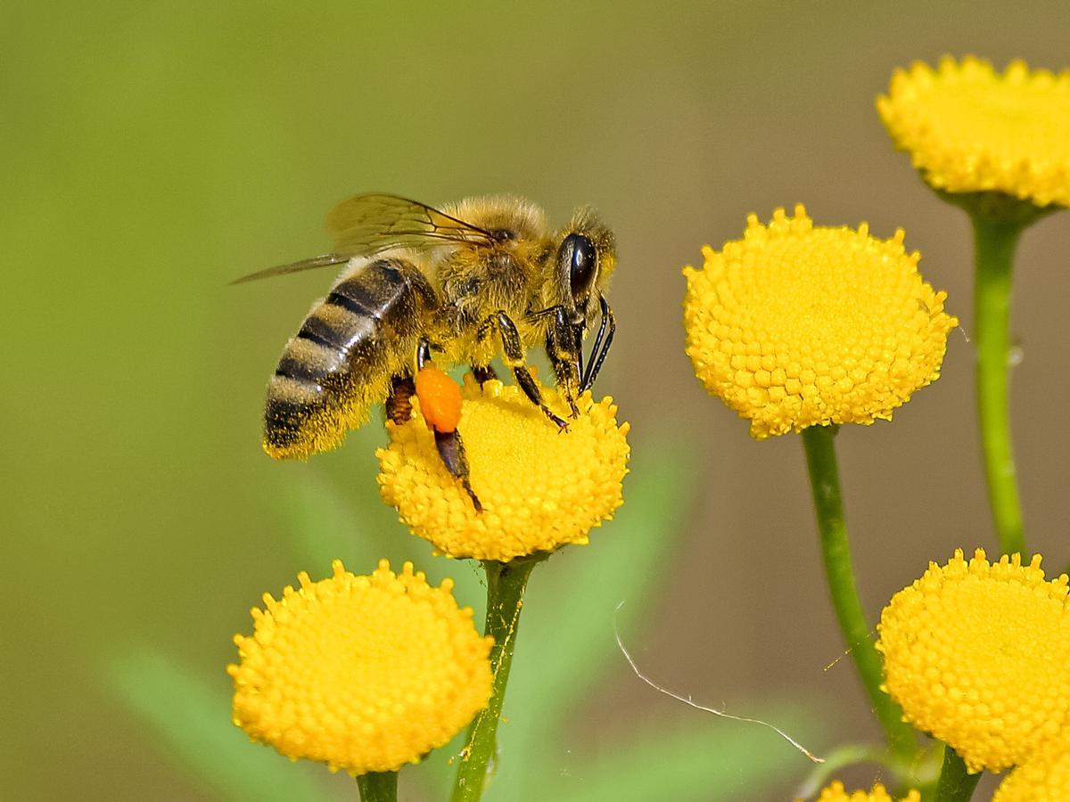 Vacunas para abejas, el primer gran paso para mitigar su declive