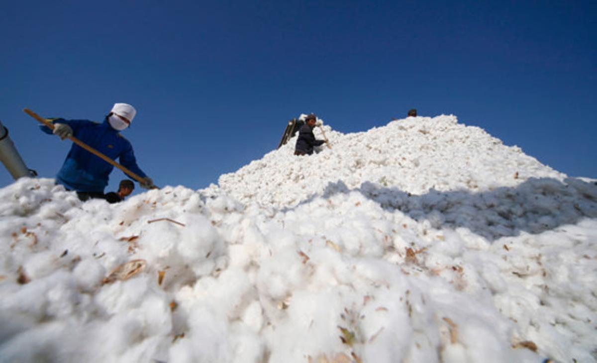 Uns grangers apilen cotó a Hami, a la província de Xinjiang (Xina).