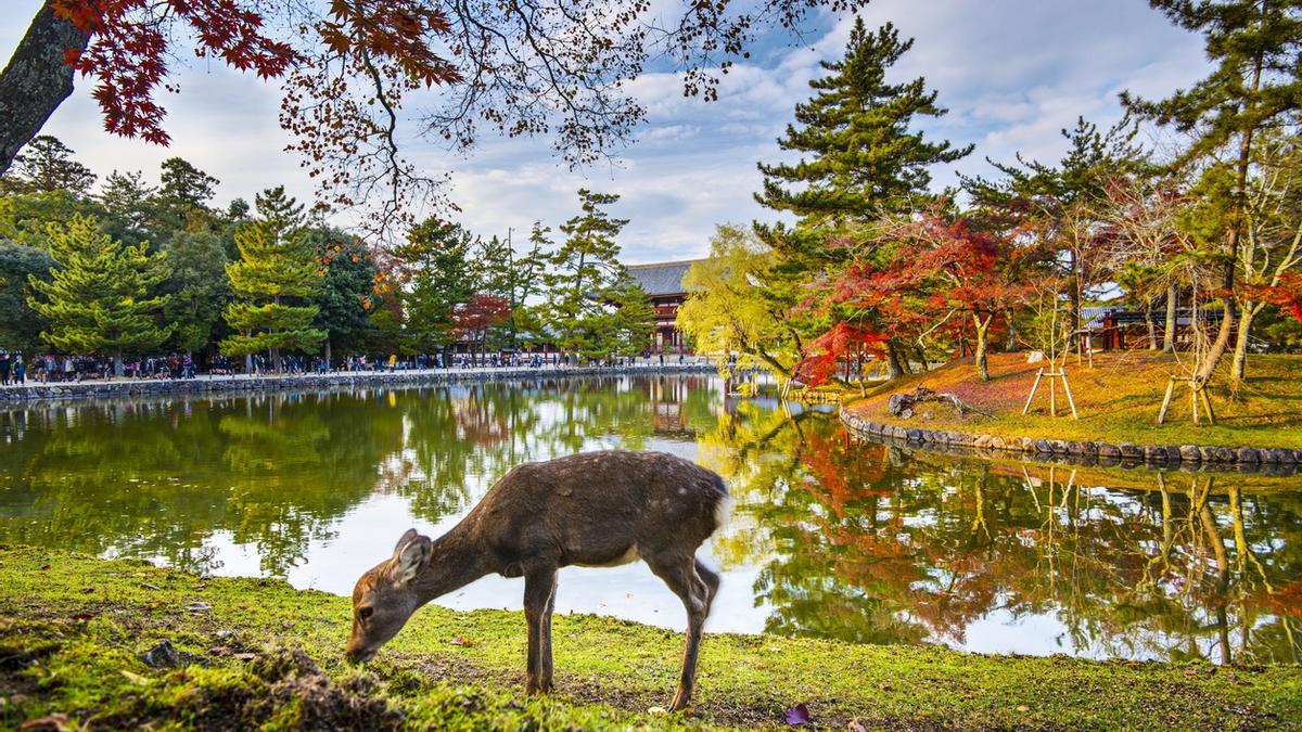 El Parque de Nara, el lugar donde jugar con miles de ciervos en plena naturaleza