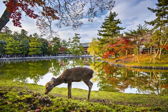 El Parque de Nara, el lugar donde jugar con miles de ciervos en plena naturaleza