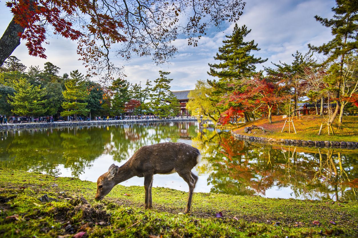 Parque de los ciervos de Nara Expedición VIAJAR a Japón