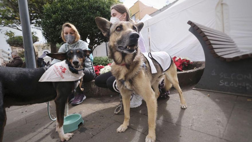 Agreement with veterinarians to combat animal abuse
