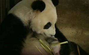 Els cuidadors d’un centre de la Xina han aconseguit que l’óssa no faci mal a les seves cries.