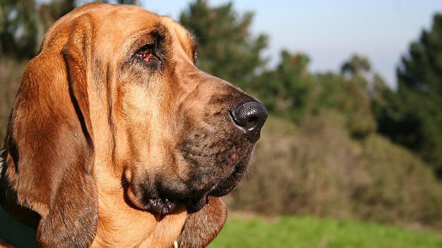 Bloodhound: una de las razas de perros de caza ideales para tener en casa