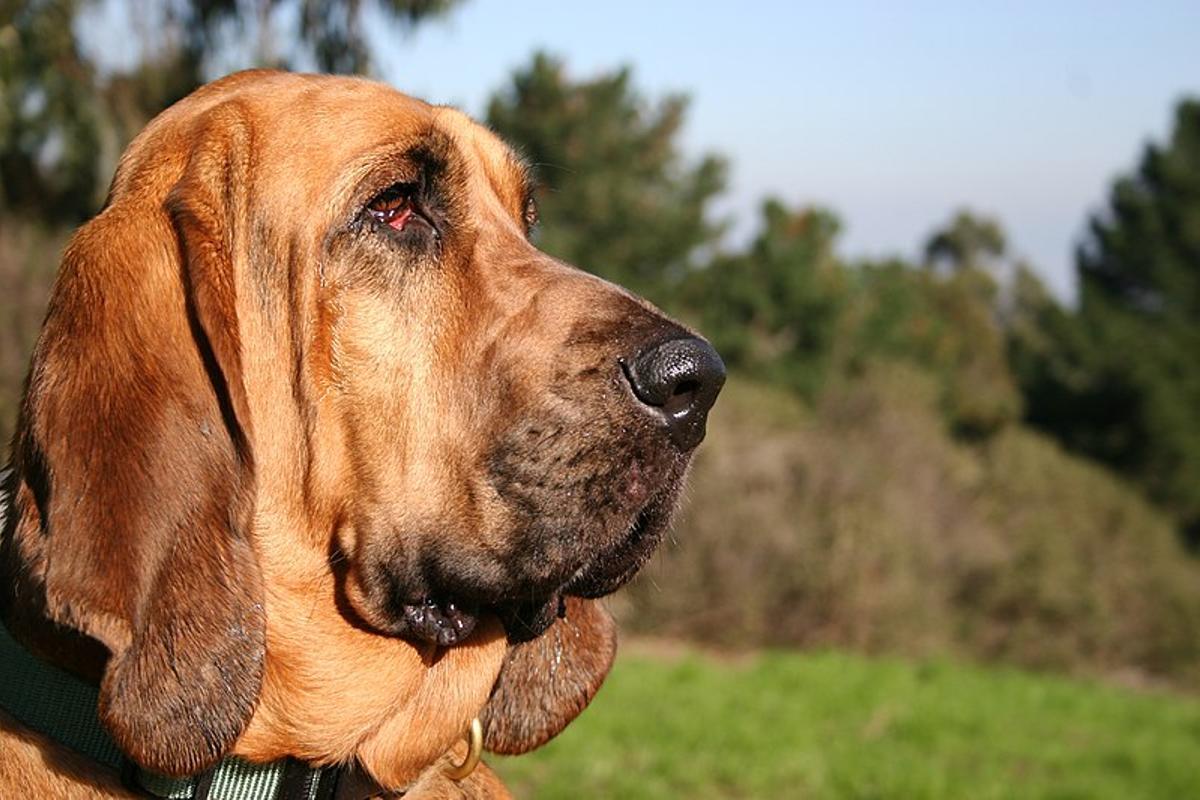 Bloodhound: una de las razas de perros de caza ideales para tener en casa