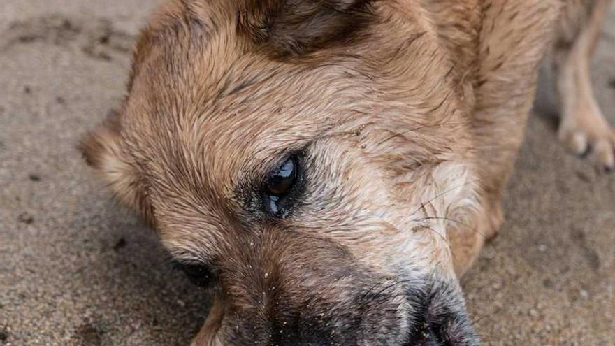 VÍDEO: La trista imatge d'un gosset abandonat que plora quan li donen menjar