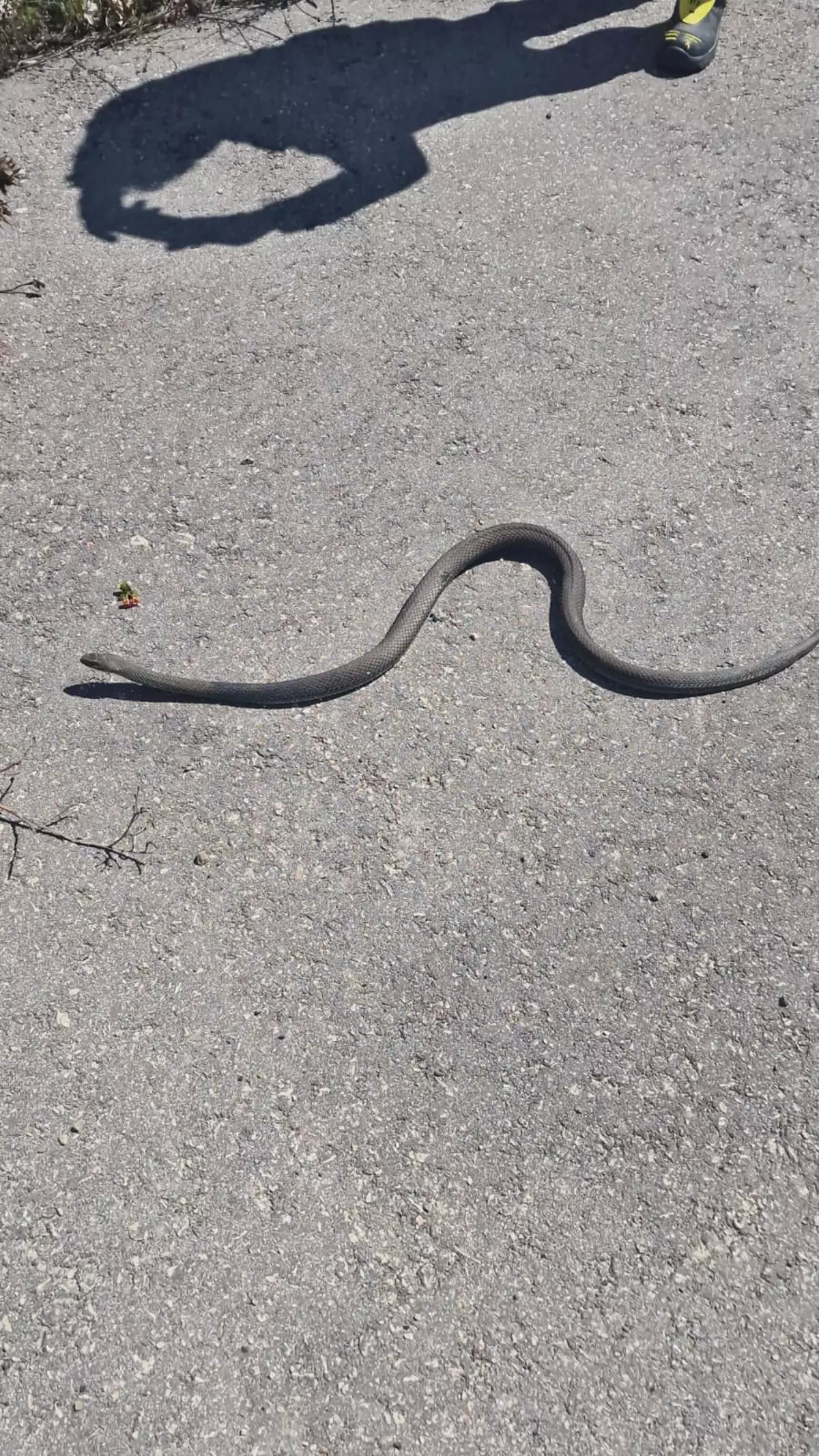 Liberan en el campo a una culebra atrapada en un patio de una casa en Rincón