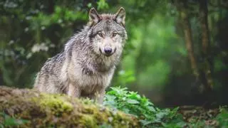 Introdujeron 14 lobos en Yellowstone hace 30 años y ahora los científicos observan cómo se recuperan los bosques