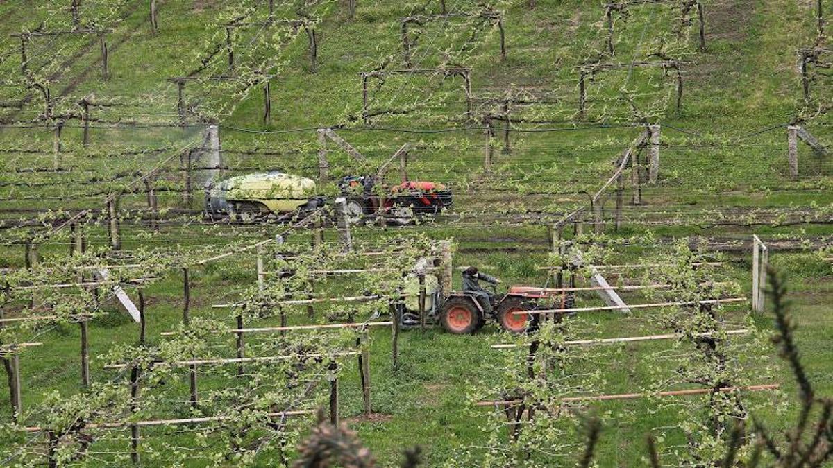 Tratamiento con fungicidas en un viñedo de las Rías Baixas.