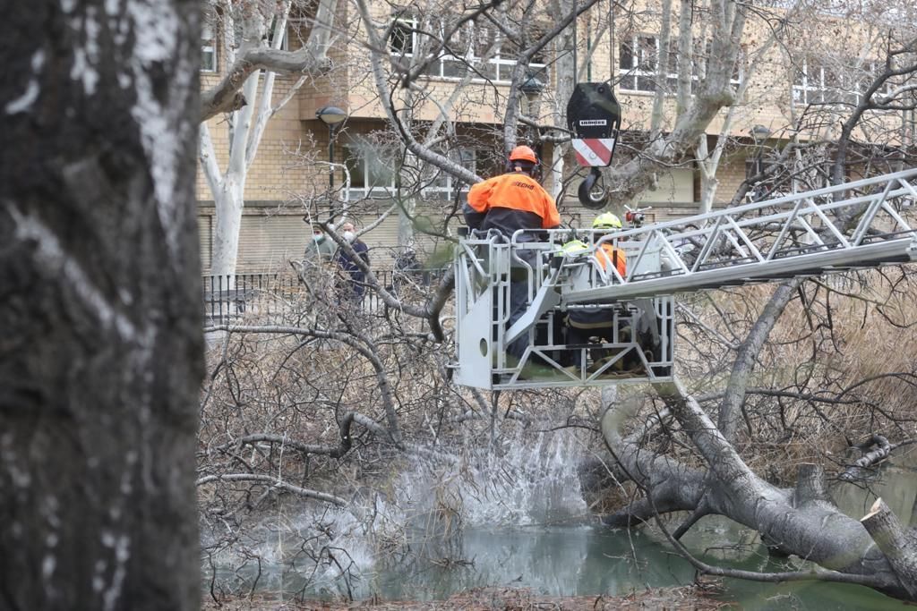 Los bomberos de Zaragoza retiran un árbol de gran porte caído sobre el canal por el peso de la nieve