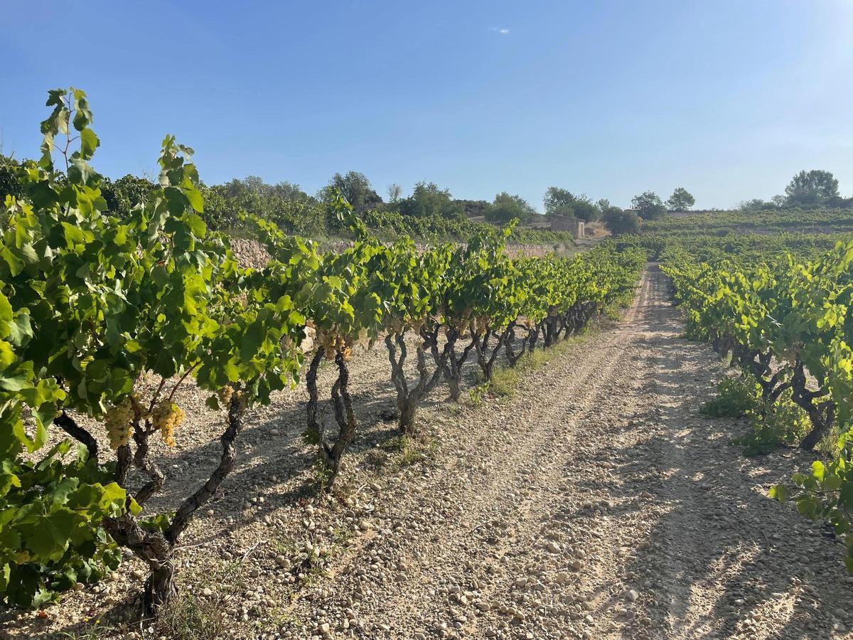 Un camp de vinyes, en una fotografia d'arxiu.