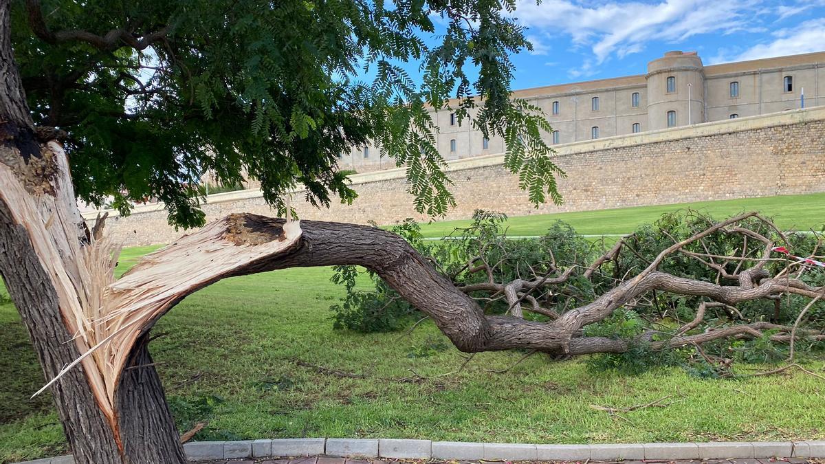 Un árbol volcado por el viento frente a la muralla, en la zona de Bastarreche.