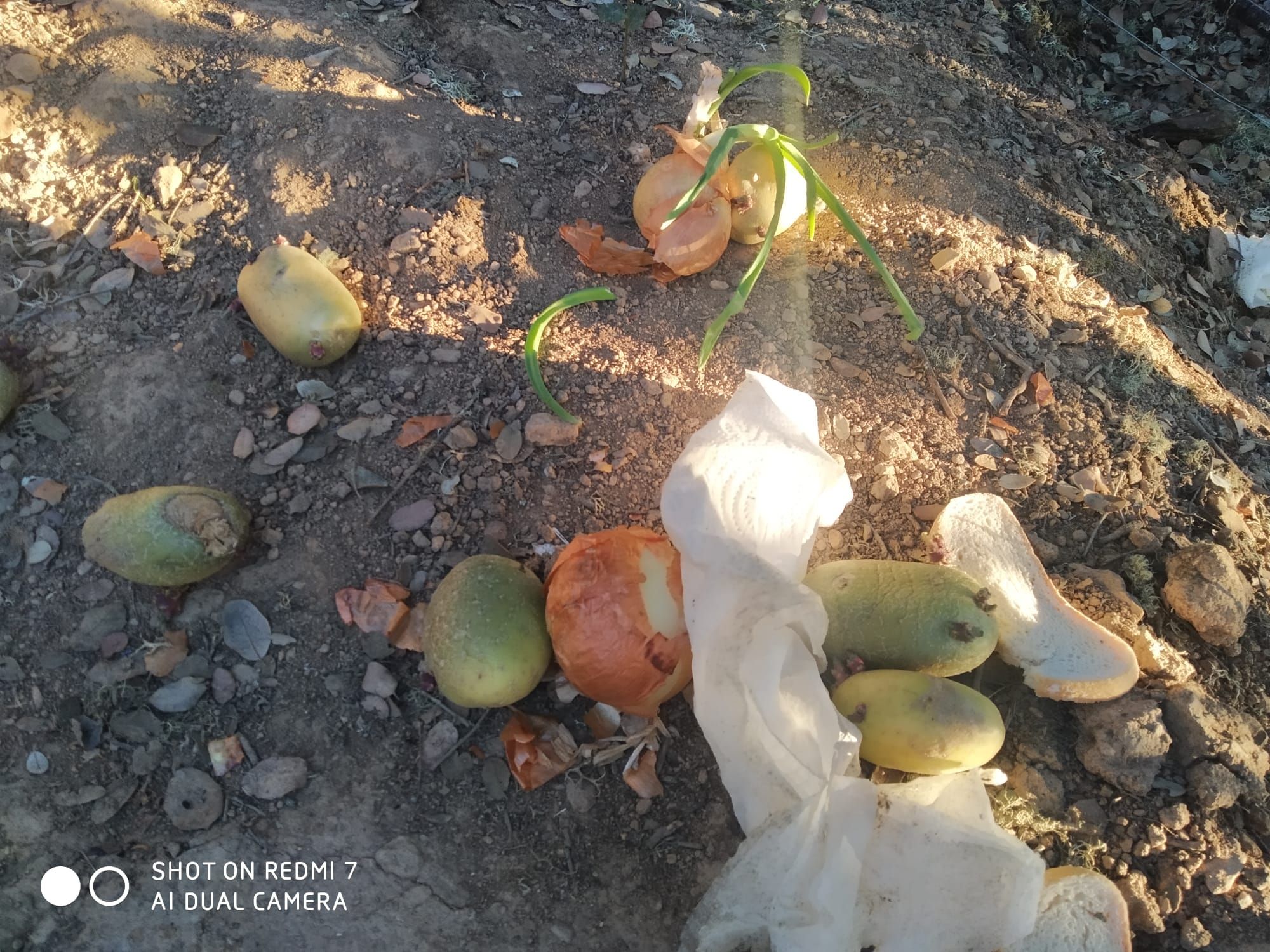 GALERÍA | Así era la plantación "paramilitar" de marihuana hallada en Peque por los cazadores