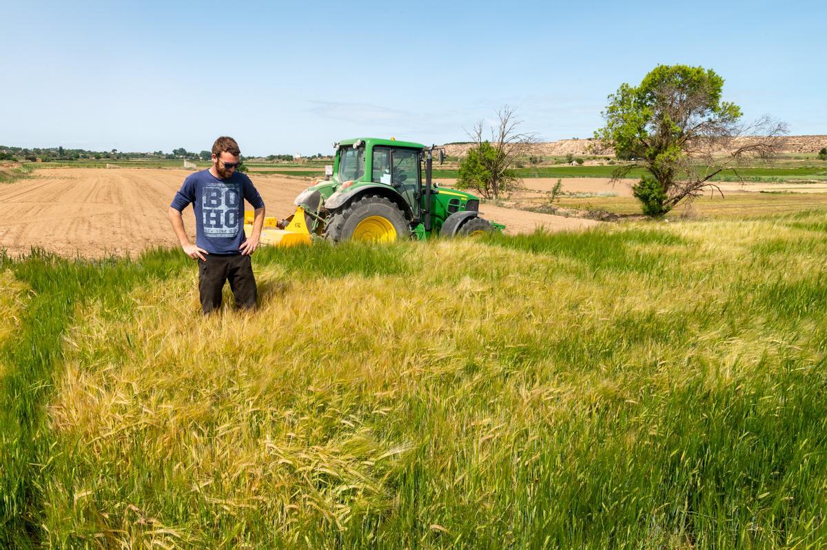 Manel Puig, agricultor de Preixana (Urgell), en un campo de cebada que empieza a notar la falta de agua, en mayo de 2023.
