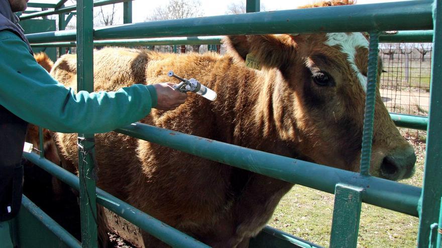 Ganaderos del oeste zamorano deberán revacunar las cabañas contra la lengua azul