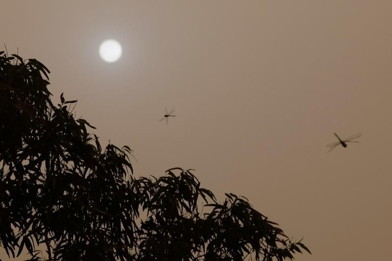 La Aldea - Agaete- Las Palmas de GC:. Incendio Tasarte y calima  | 23/02/2020 | Fotógrafo: José Carlos Guerra