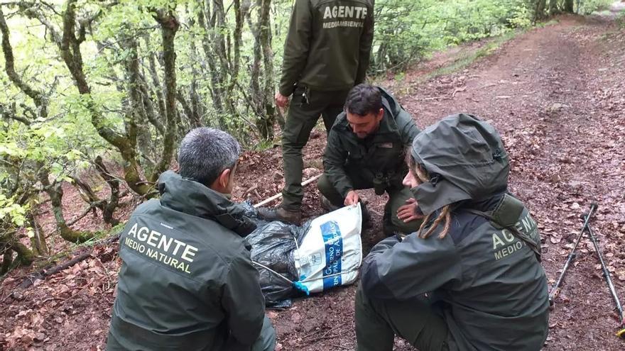 Localizan en Asturias el cadáver de una osa que se despeñó en una zona escarpada