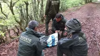 Localizan el cadáver de una osa que se despeñó en una zona escarpada de Asturias
