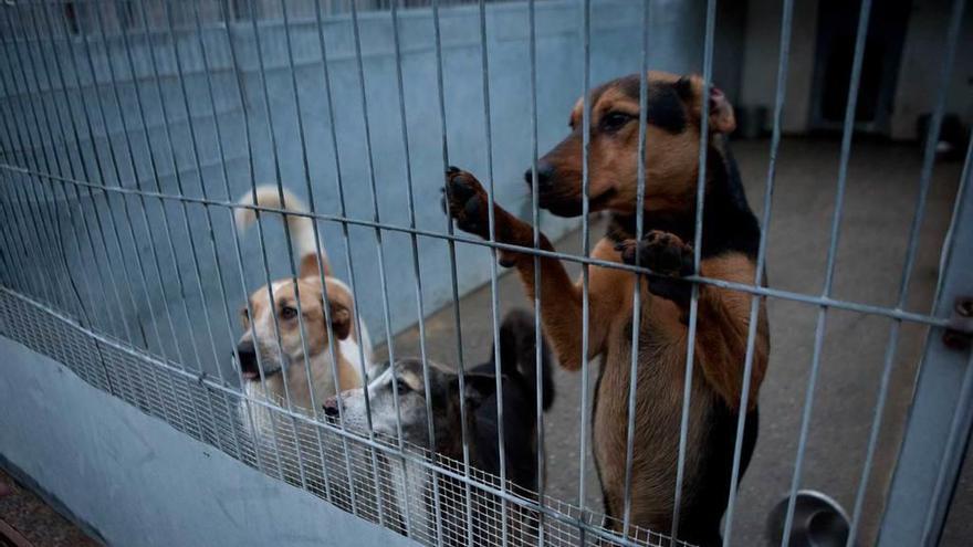 Animales recogidos en las instalaciones de la perrera de Langreo.