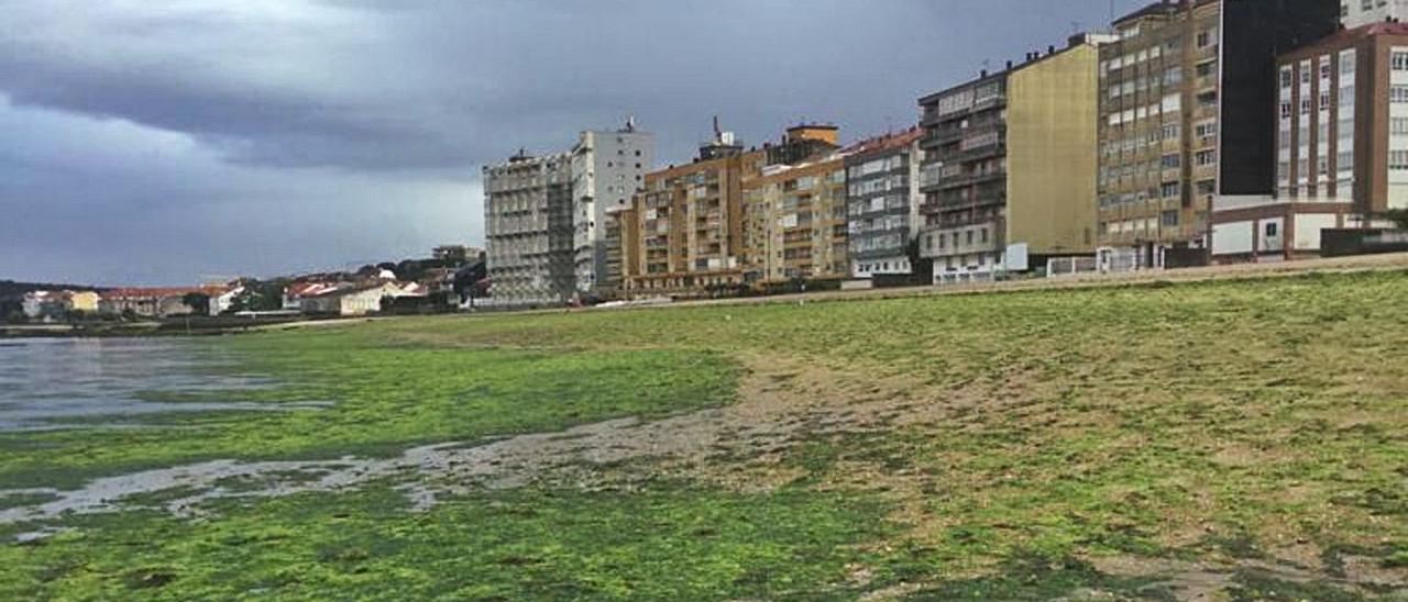 Las mariscadoras temen que las algas maten el poco marisco que queda en la Compostela.   | // FDV