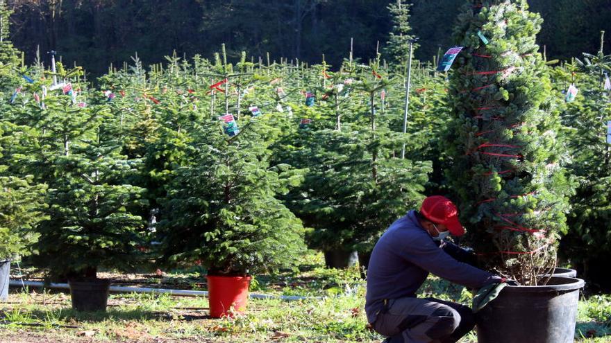 Els cultivadors d&#039;arbres de Nadal confien mantenir les vendes d&#039;altres anys a través d&#039;internet i centres de jardineria