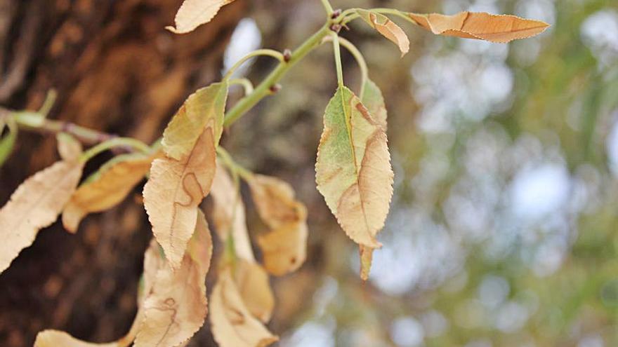 Hojas de un almendro afectado por la Xylella.