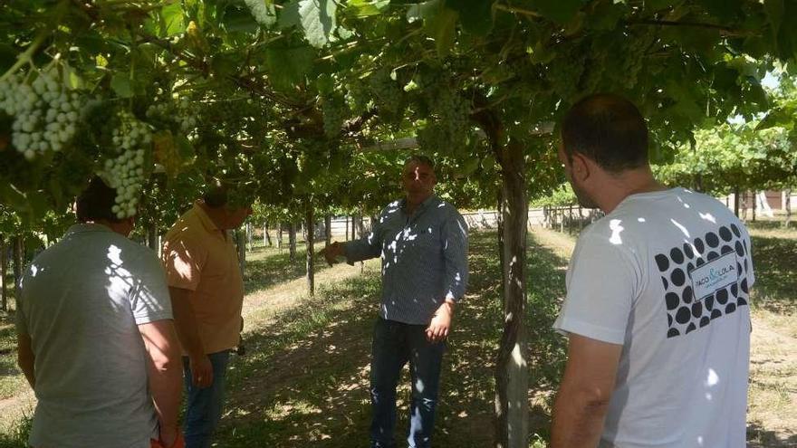 Revisión de viñedos en los que se aplicó un tratamiento para combatir la yesca. // Parga