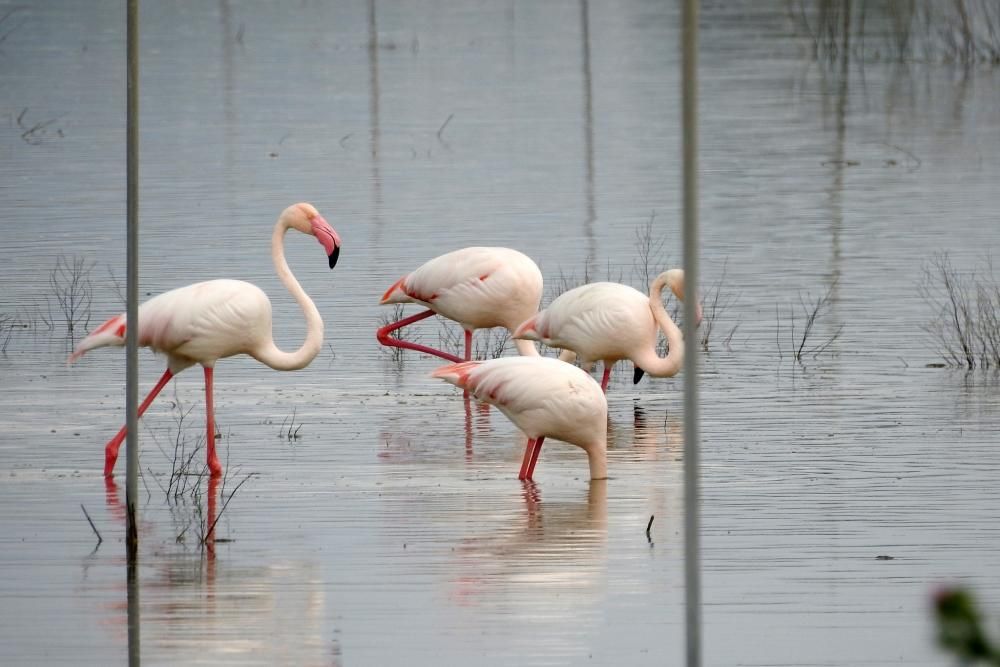 Flamencos y todo tipo de aves en la Laguna de Villena