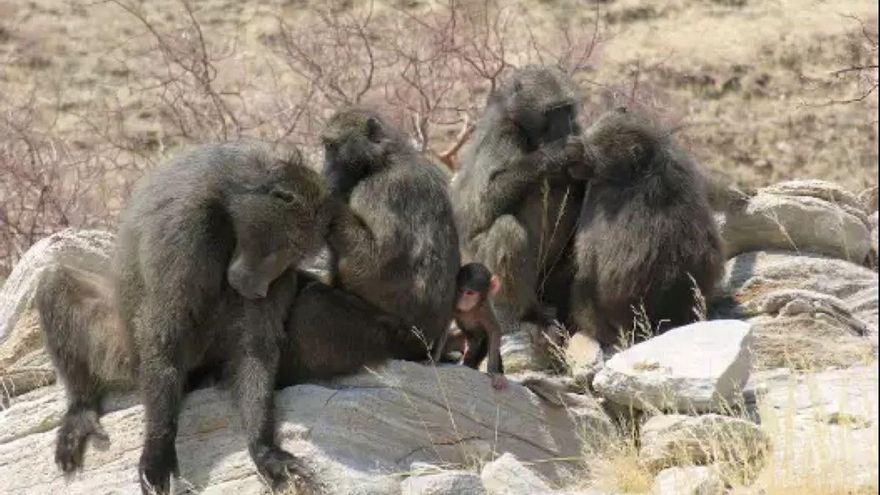 El mito del macho alfa se desvanece: el dominio en los primates es un flexible espectro de poder