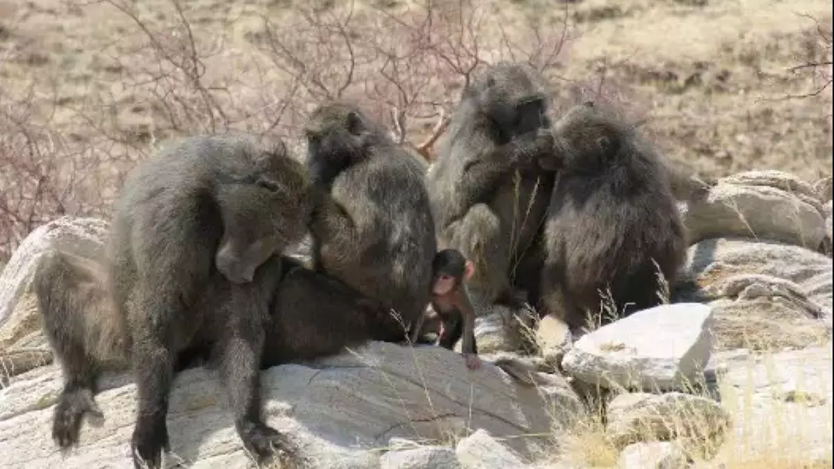 El mito del macho alfa se desvanece: el dominio en los primates es un flexible espectro de poder