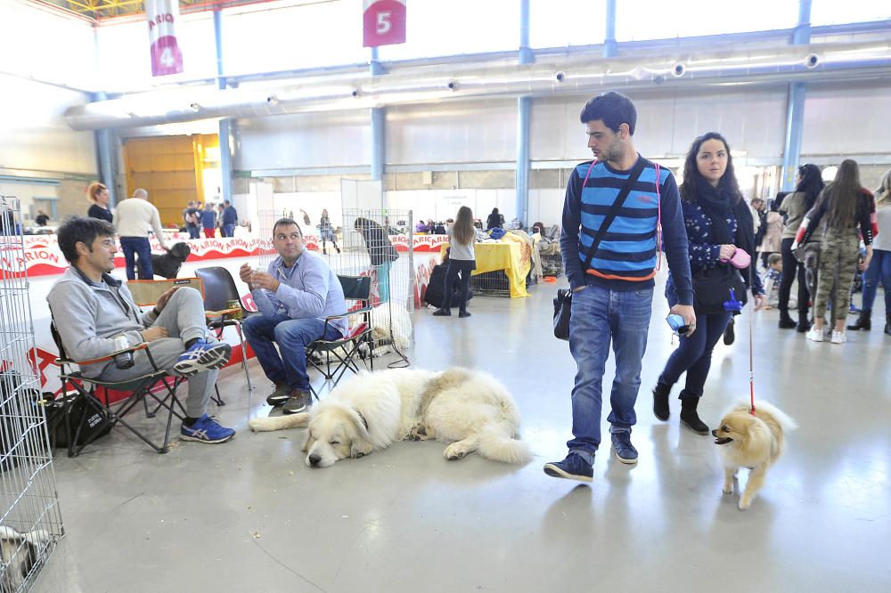 Las mejores imágenes de Expocachorro 2018 en IFA