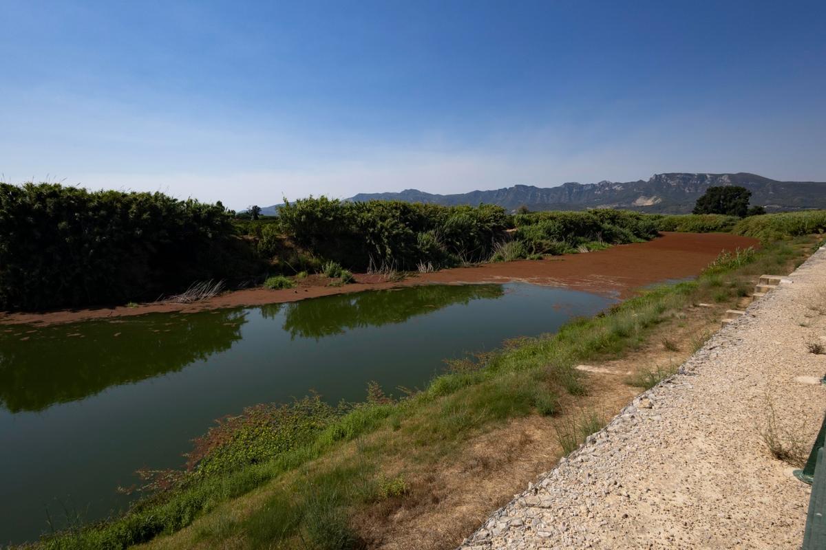 Vista del río en el punto a partir del que el helecho ha colonizado todo el cauce.