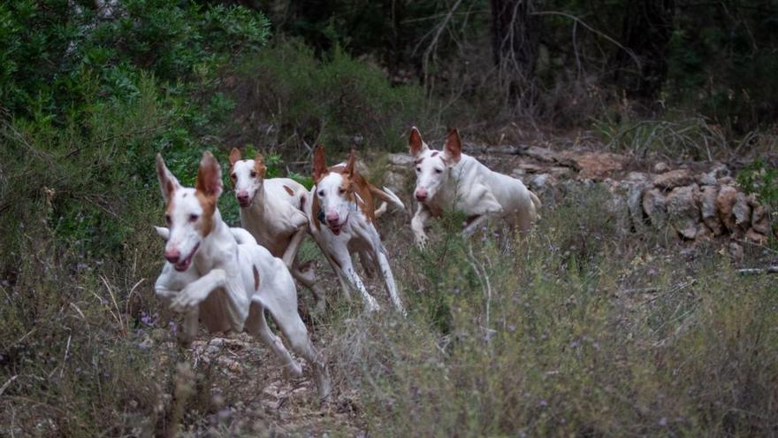 La Asociación del Ca Eivissenc  registra a 62 nuevos perros en su libro