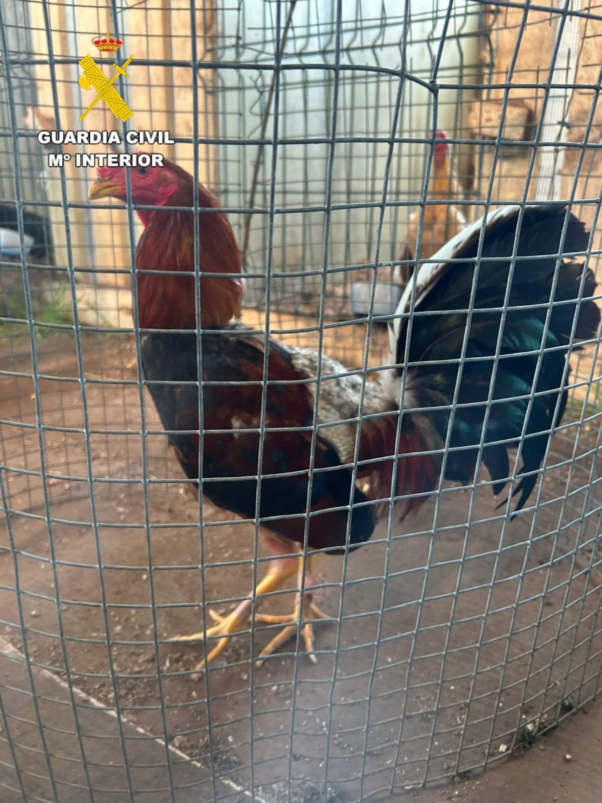 Cuatro investigados en Coristanco por organizar peleas de gallos ilegales