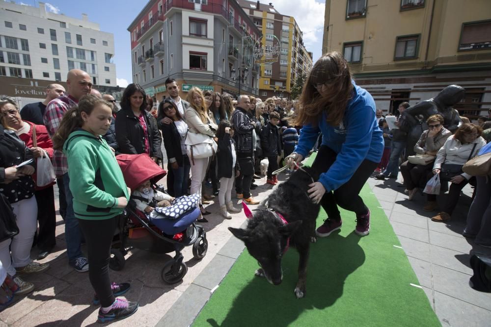 Desfile de perros en adopción en la calle Gascona de Oviedo