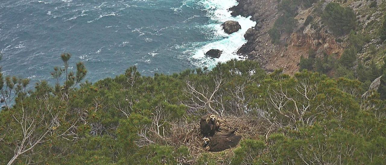 Una pareja de buitres en el nido donde incuban un huevo, vistos por una cámara de la FVSM.