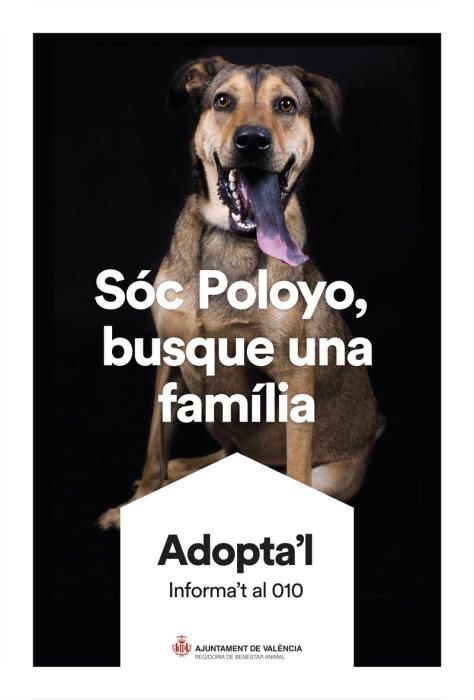 València pone cara y nombre a los perros de Benimàmet que buscan familia de adopción